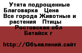 Утята подрощенные Благоварка › Цена ­ 100 - Все города Животные и растения » Птицы   . Ростовская обл.,Батайск г.